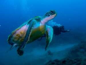 Buceo con Tortugas en Tenerife Sur