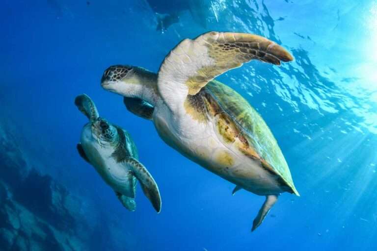Mejores puntos de buceo de Tenerife